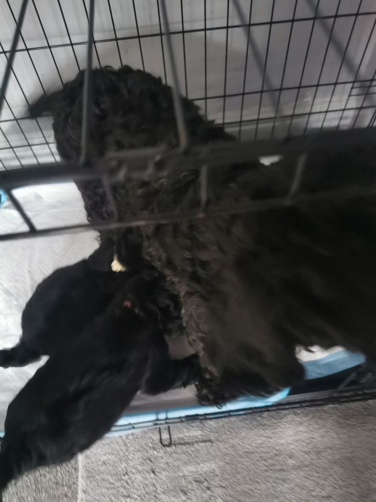 image for COCKAPOO 