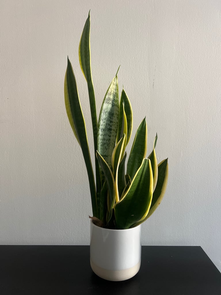 image for Snake Tongue Plant