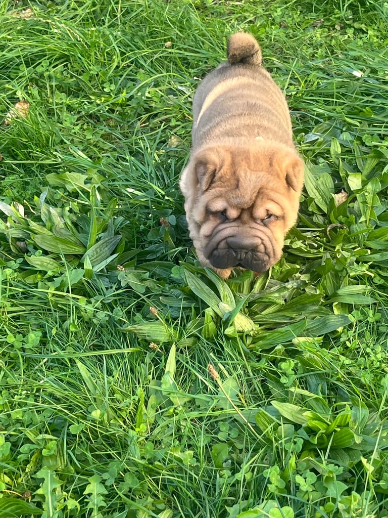 Shar pie puppy’s 
