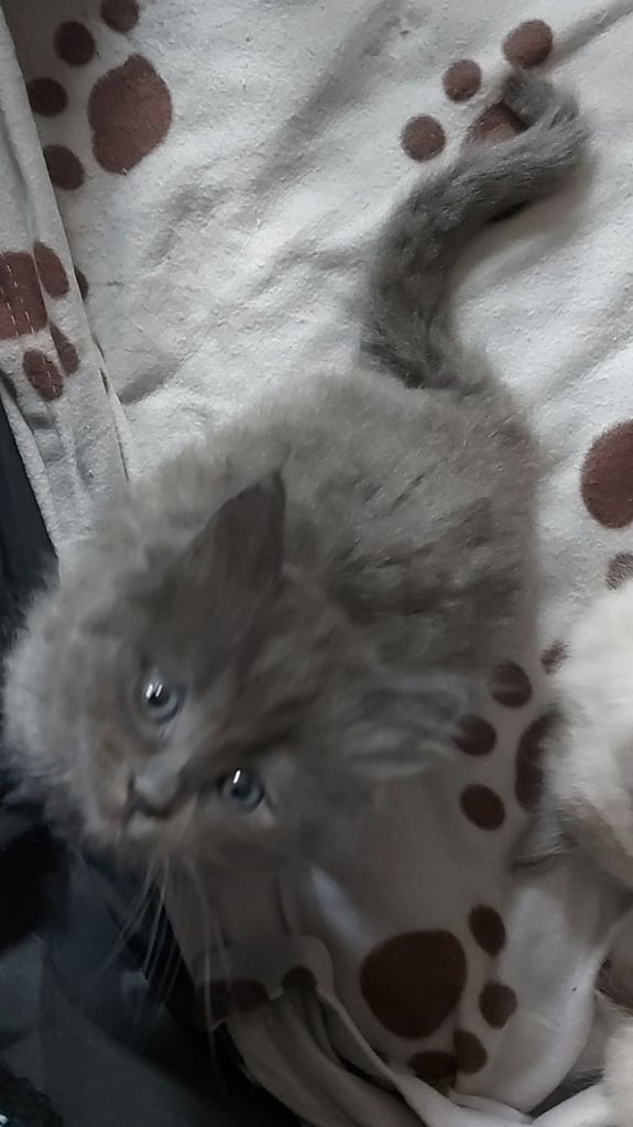 Ragdoll kittens 9 weeks