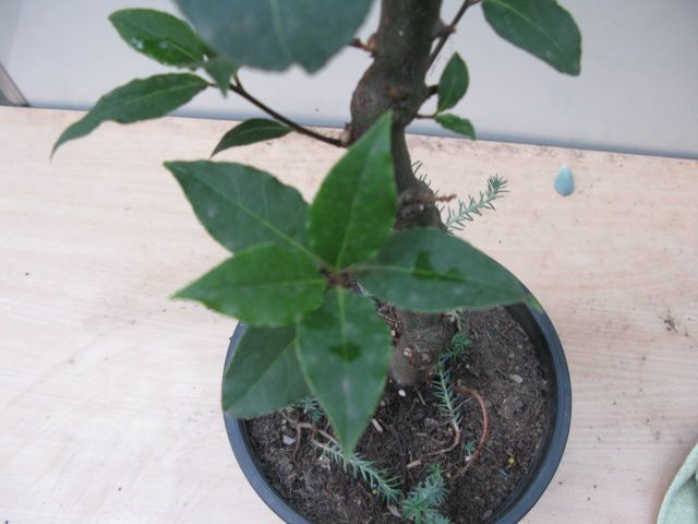 Laurus Nobilis plant