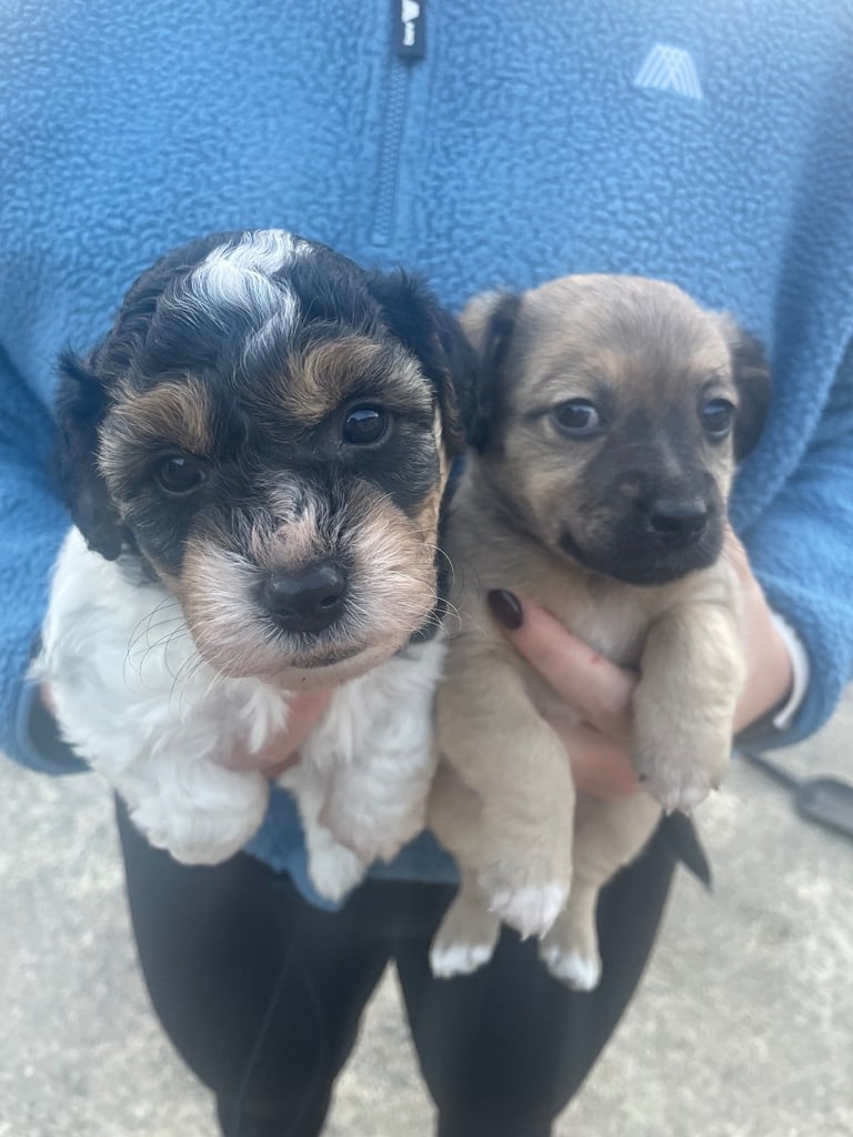 Puppies