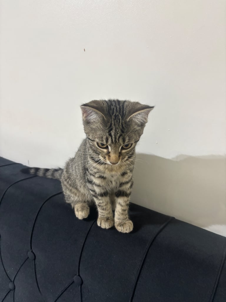 Female kitten litter trained 