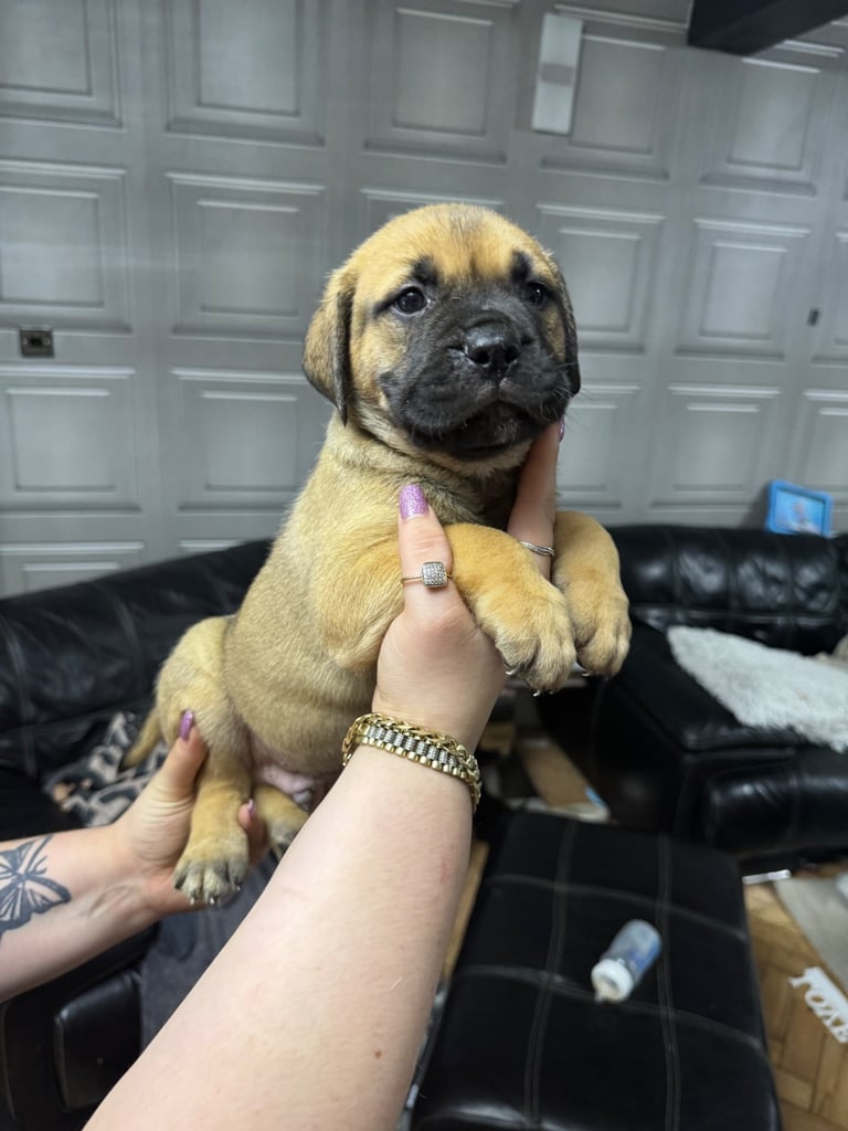 Bullmastiff x American Staff