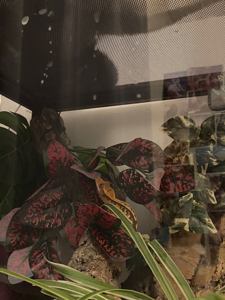 image for Crested geko