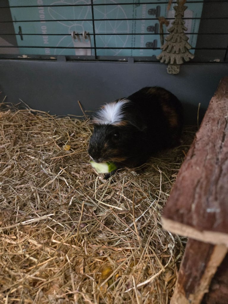 2 Bonded male guinea pigs