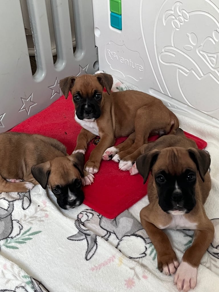 image for Boxers for sale. One bobtail one long tail 