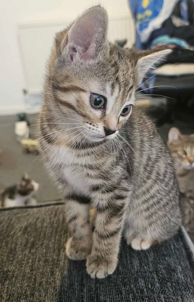 4x kittens for sale. Ready to go. 