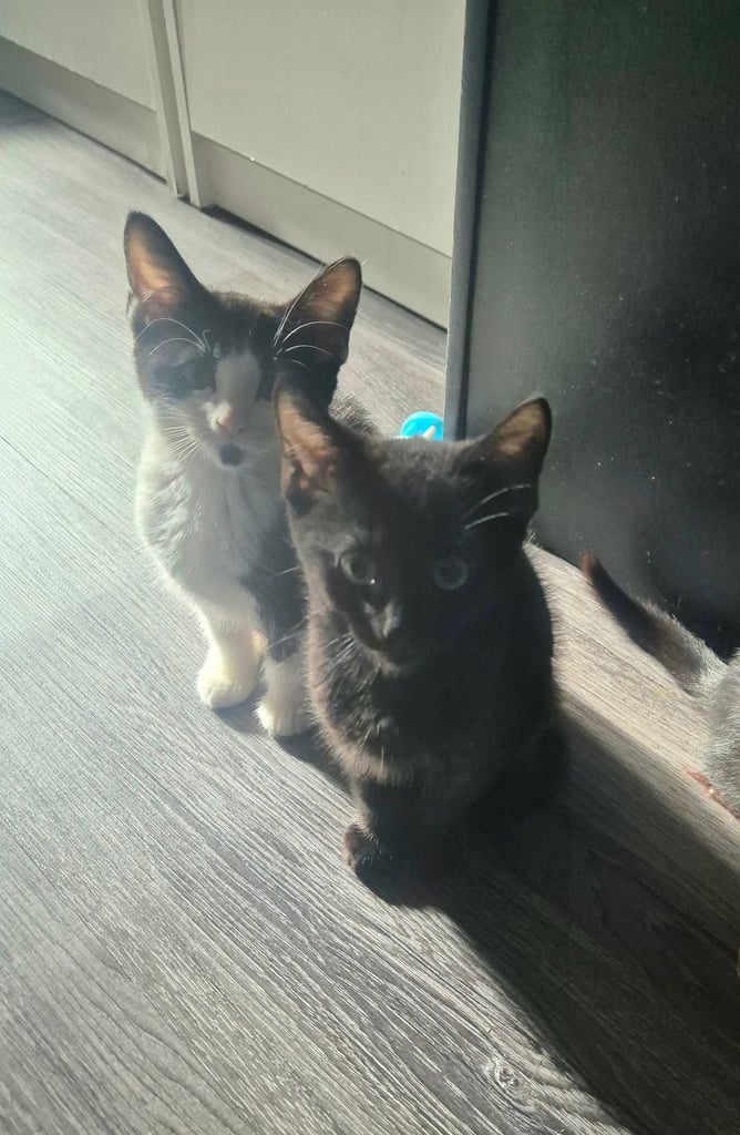 Beautiful Kittens Ready for Forever Home 