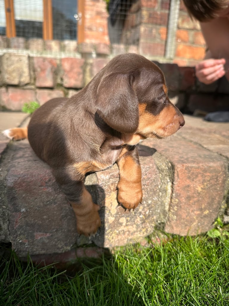 Minature dachshund puppy. 