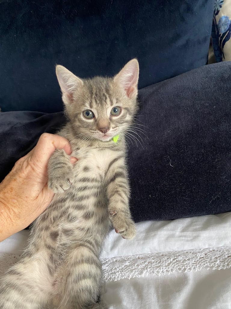 4 beautiful Bengal X kittens Boys £200