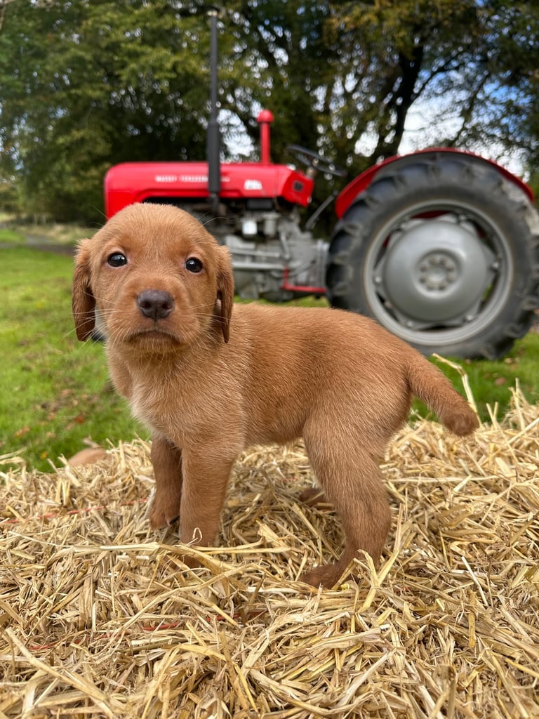 Labrador Retriever Puppies