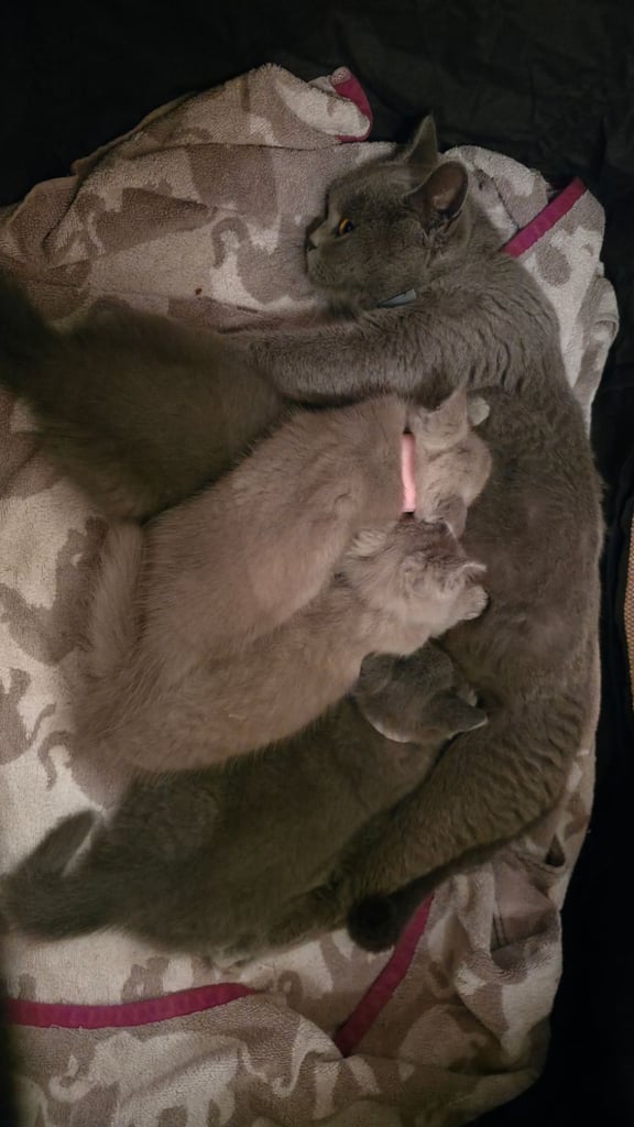 British Shorthair Kittens for sale - Pedigree Lilac and Blue