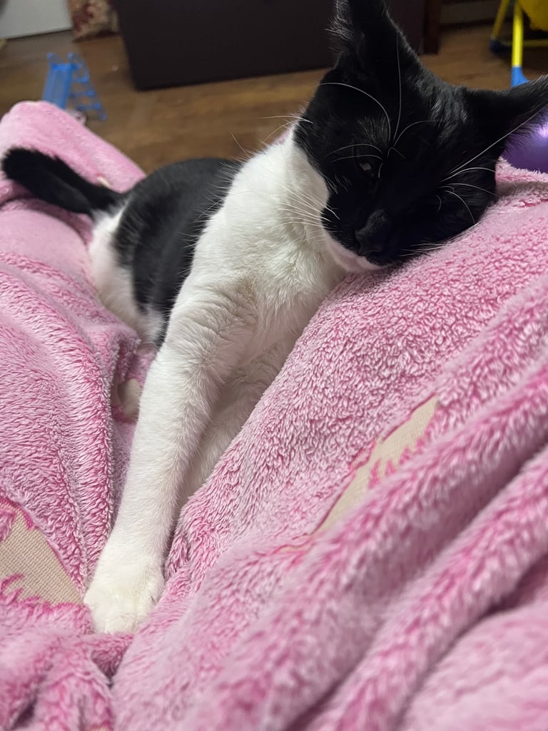 Tuxedo Cute cat for a good home due to travel