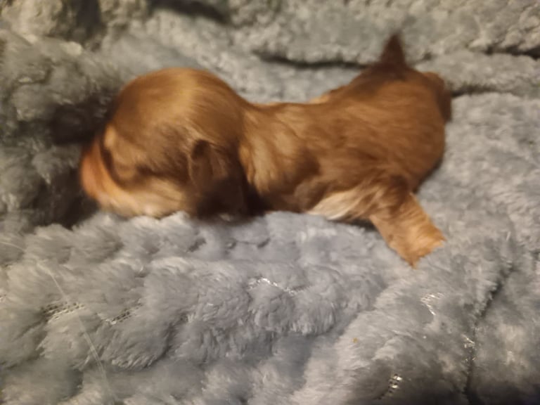 Beautiful dachshund cross cava-tzu for sale