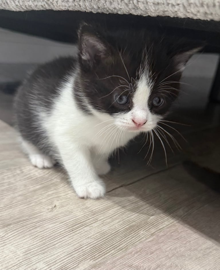 British shorthair mixed British longhair 