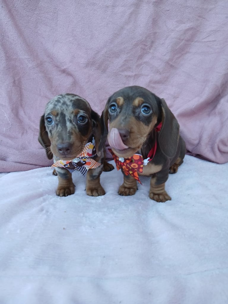 Kc reg miniature dachshund puppy. 1 left