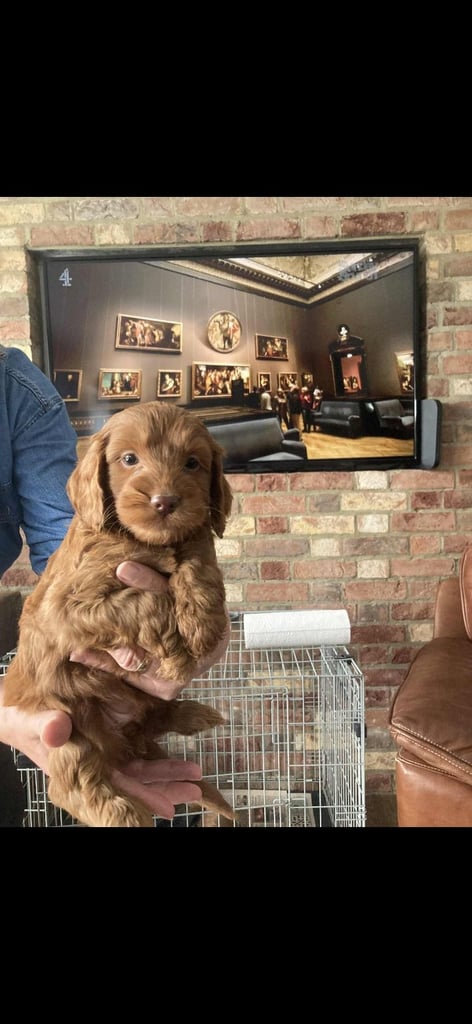 Cockapoo puppies 