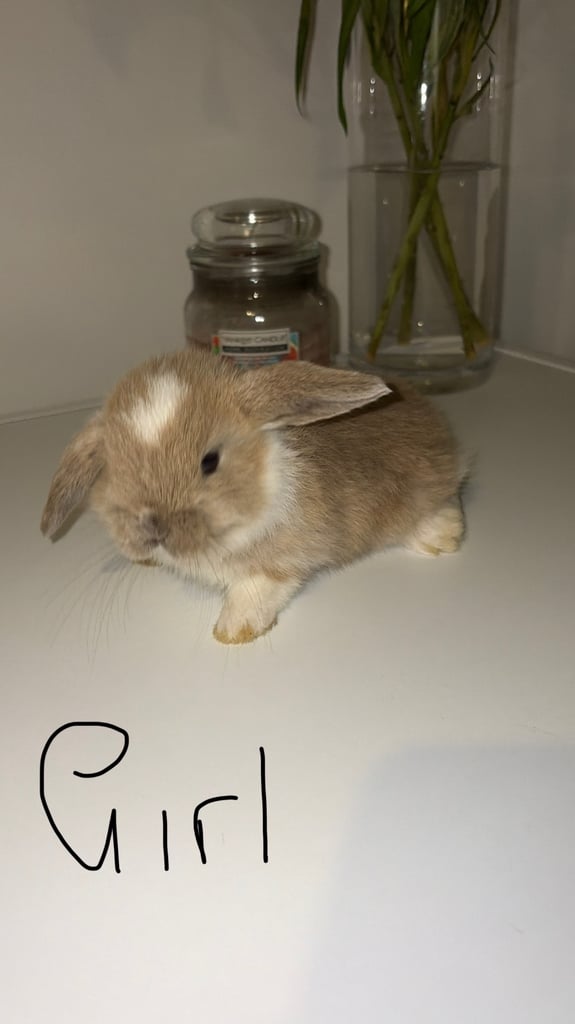 mini lop 