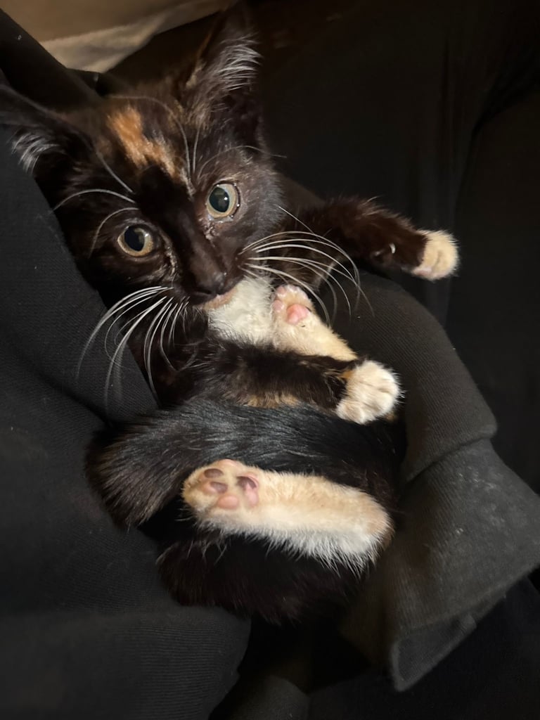 Tricoloured kitten 