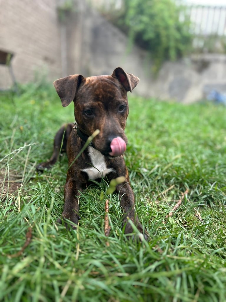 Jack Russel x Staffy