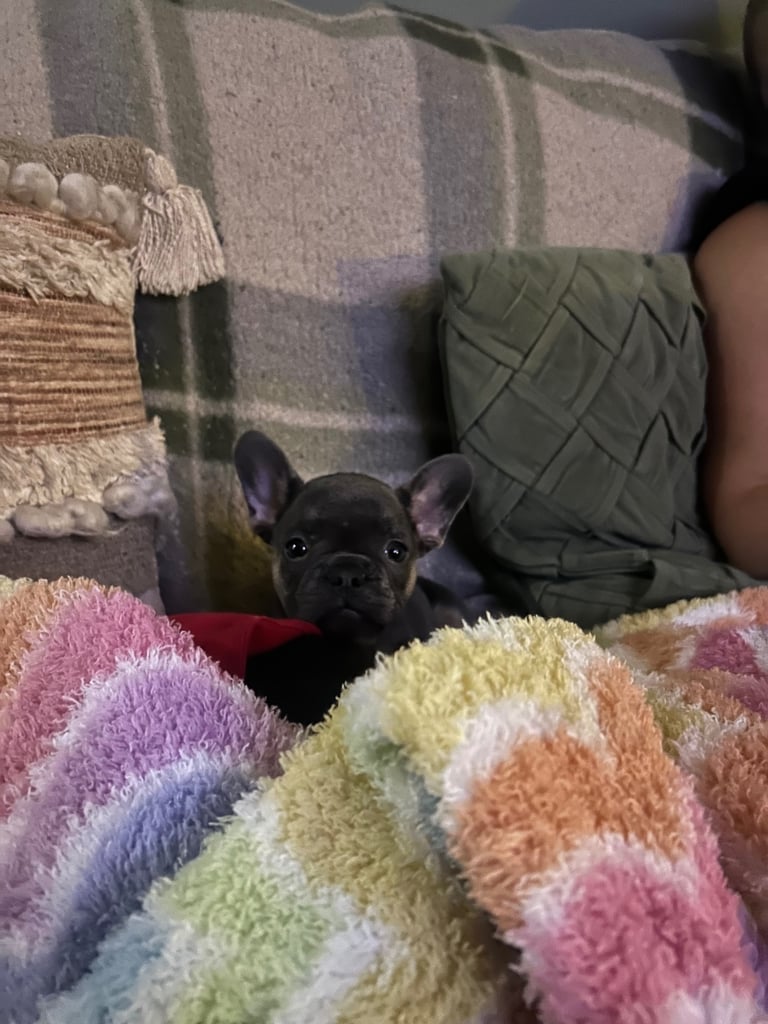 Full pedigree french bulldog Puppy (one left)