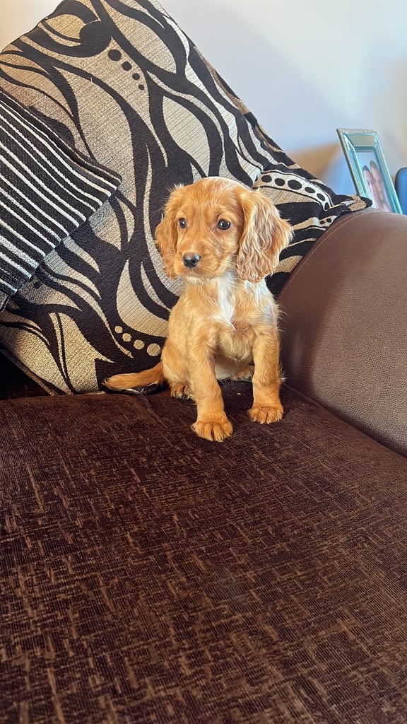 Cocker spaniel puppies 