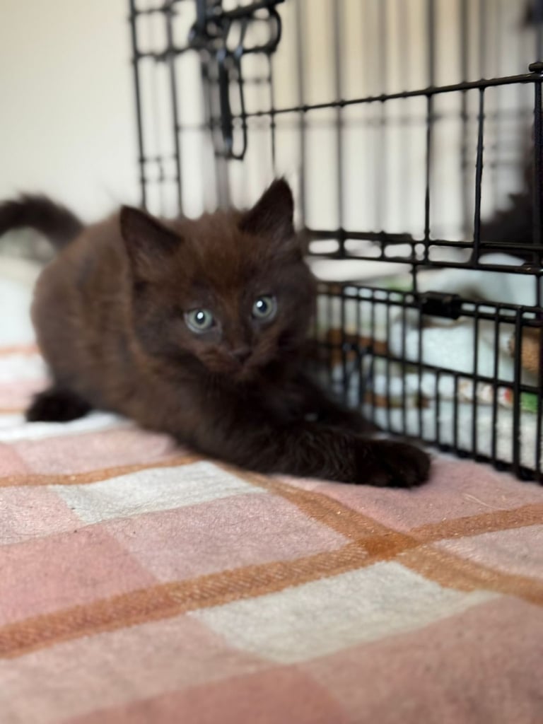 Male kittens (2 left)