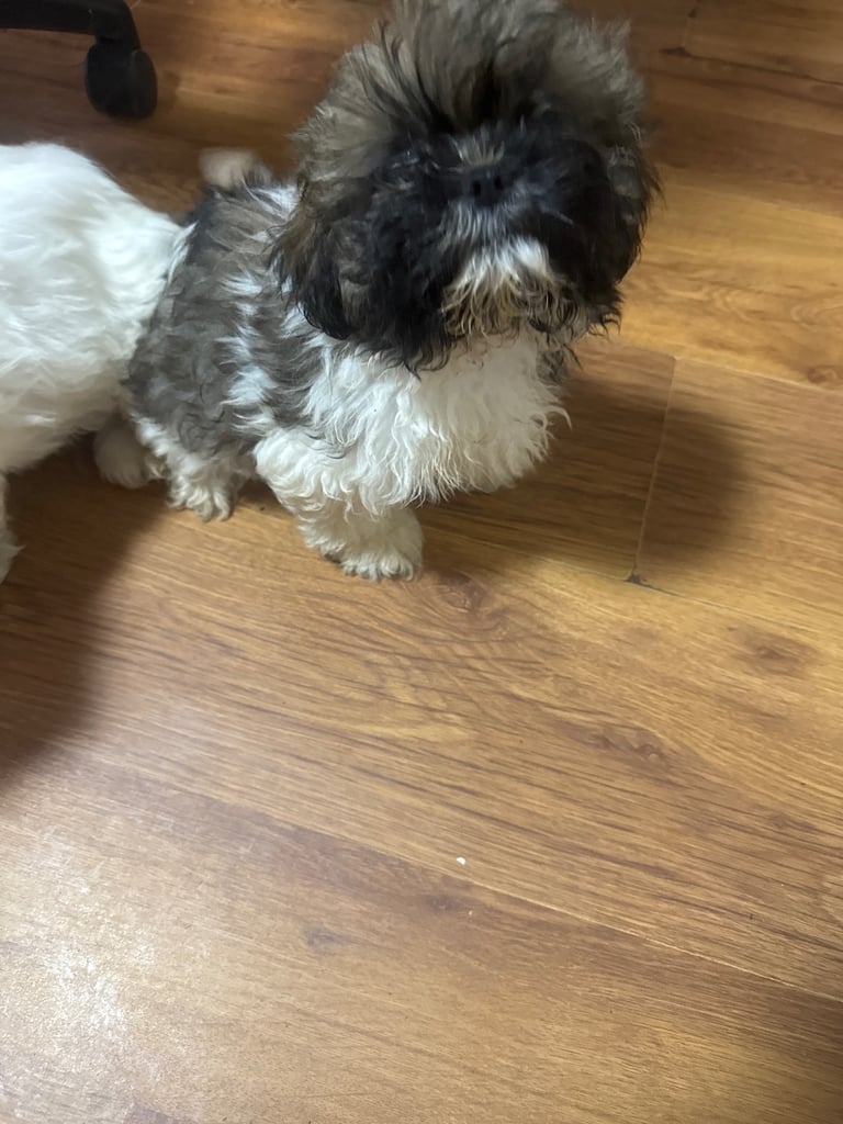 image for Puppies 