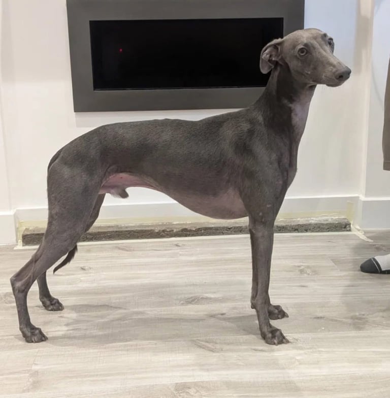 Pharaoh hound x whippet puppies 