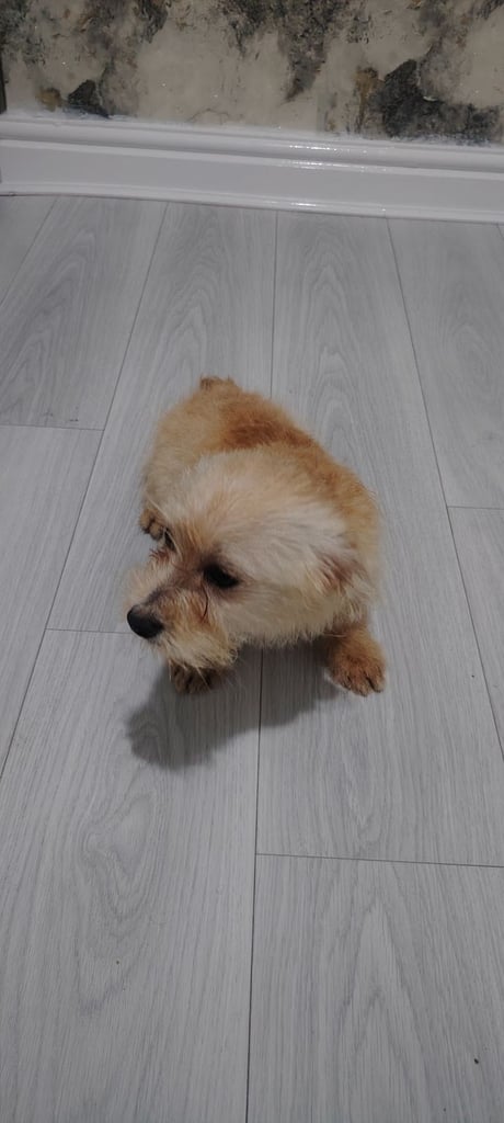 Puppy for sale 500£