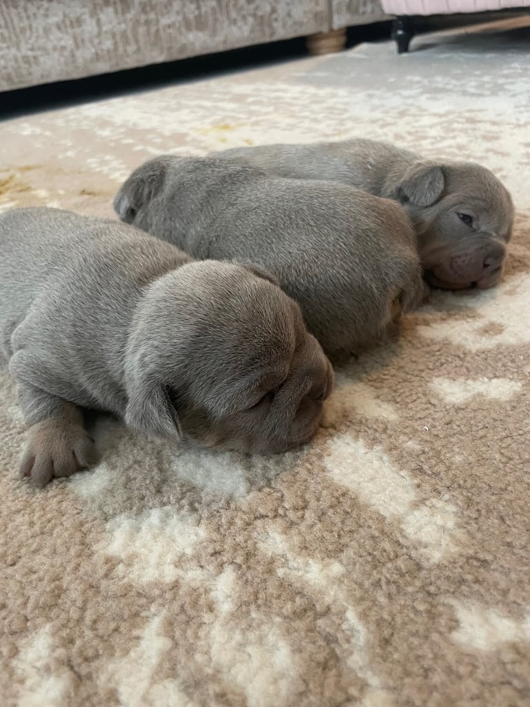 French bulldog puppies