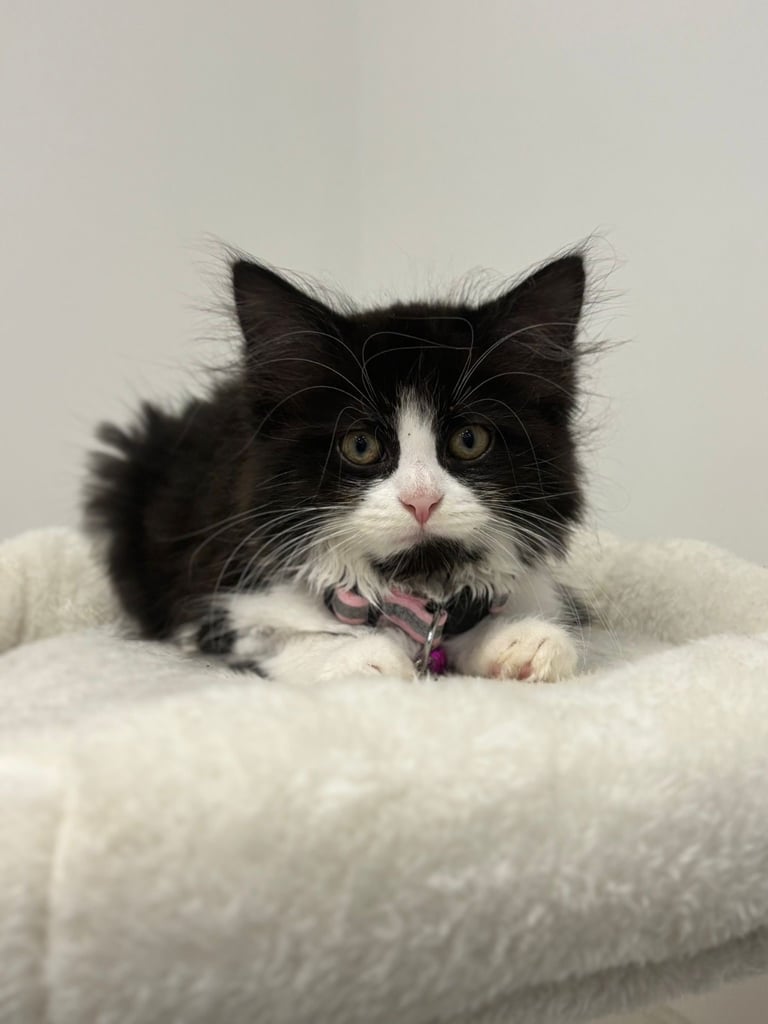 image for Female kitten 