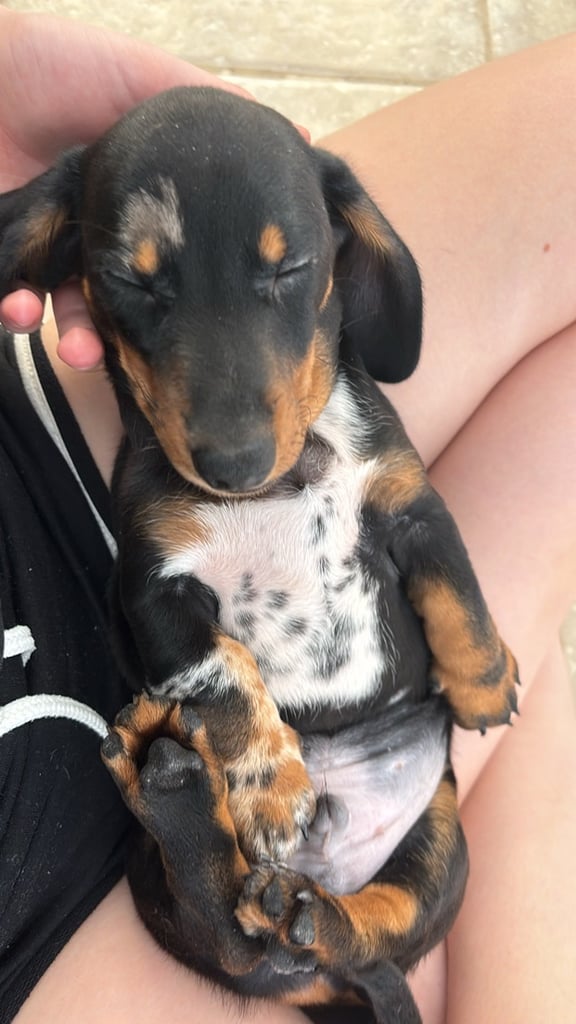 Beautiful male dachshund 