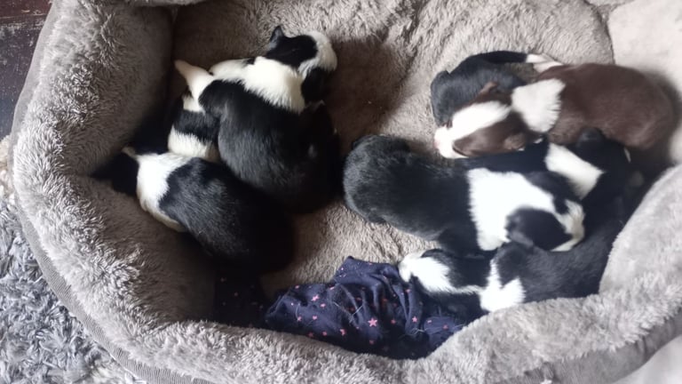 Collie puppies for sale 