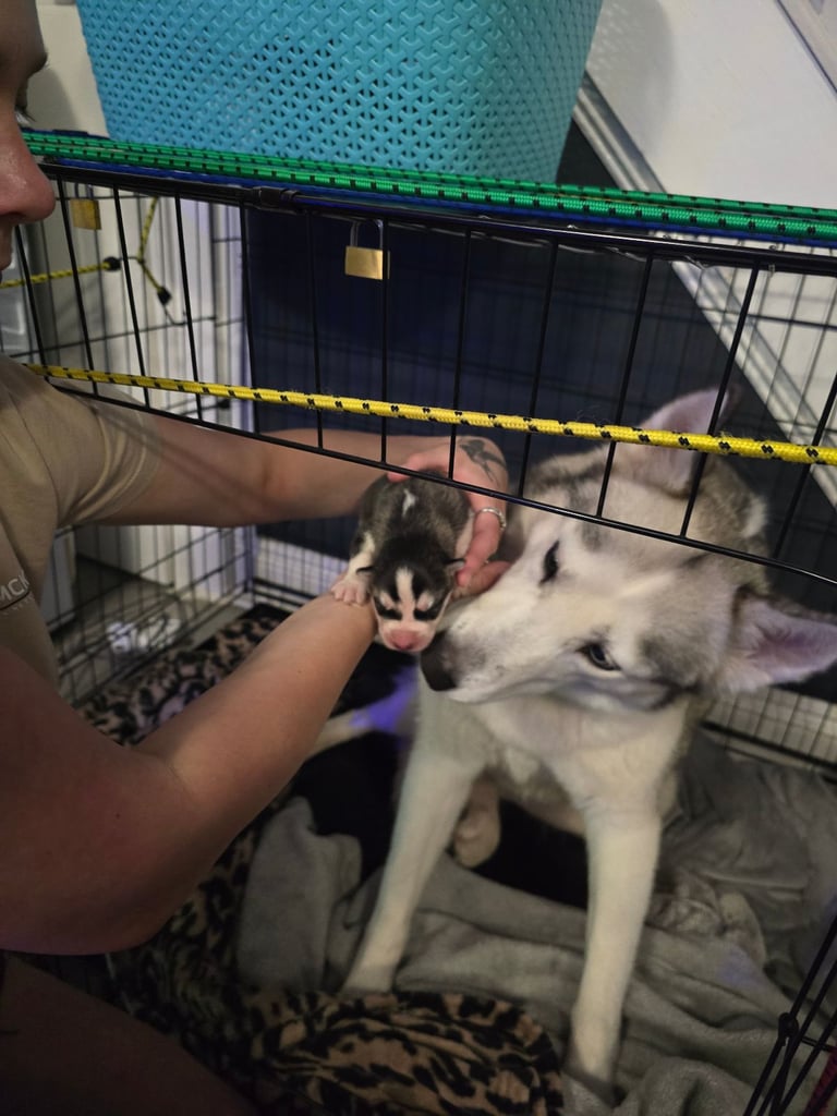 New born Siberian Husky puppy for sale, healthy and ready to go home in 8 weeks.