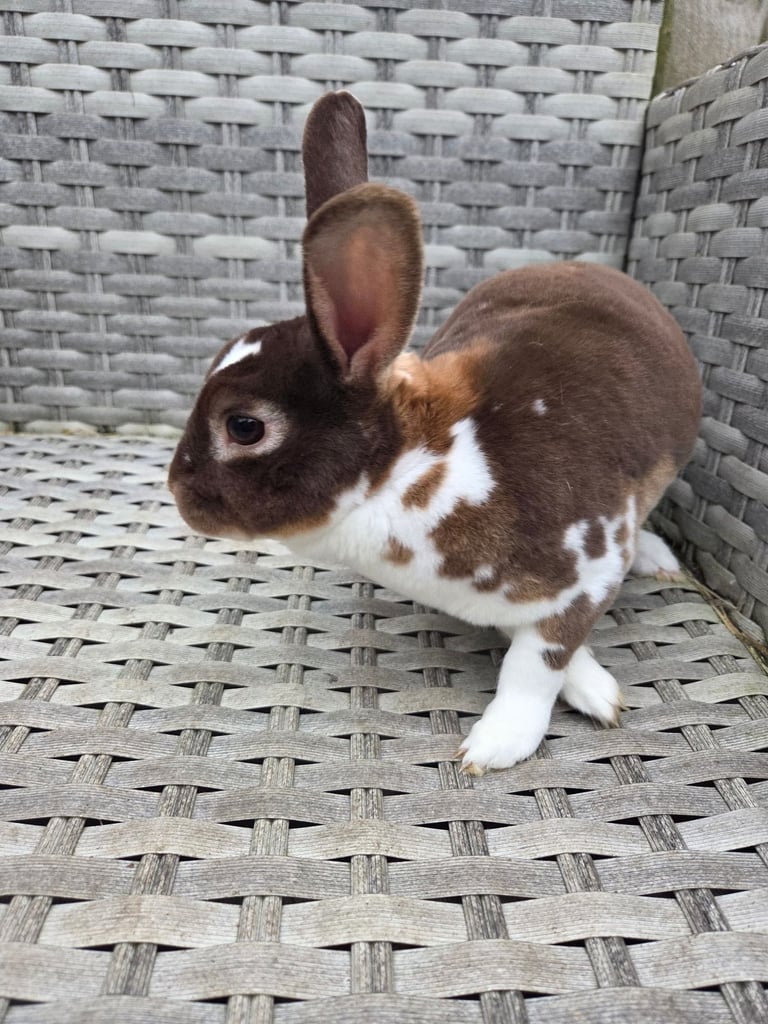 Mini lop and mini rex bunnies