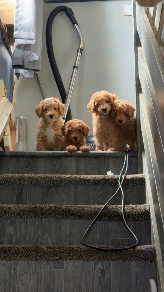image for Toy poodles READY TO LEAVE NOW