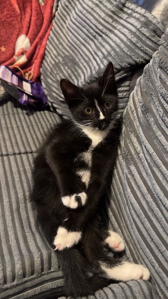 Kitten for sale - 13 weeks