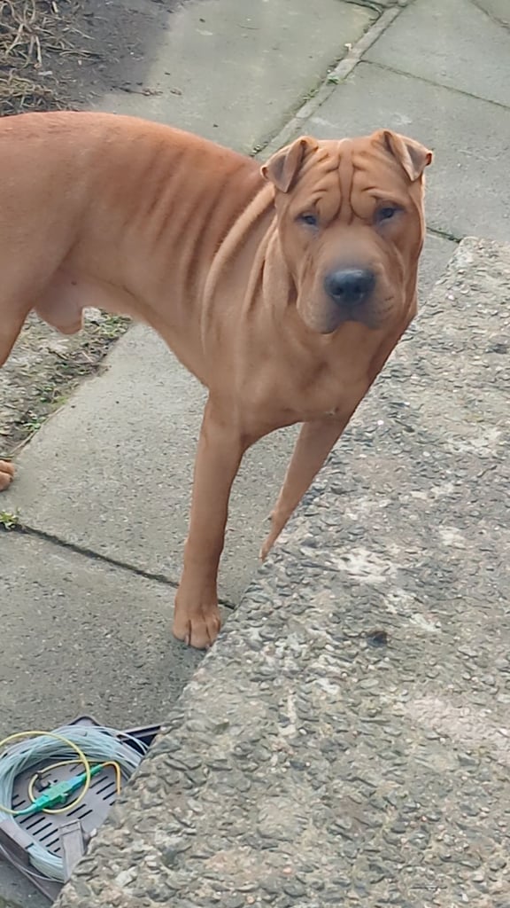 Chinese shar pei 