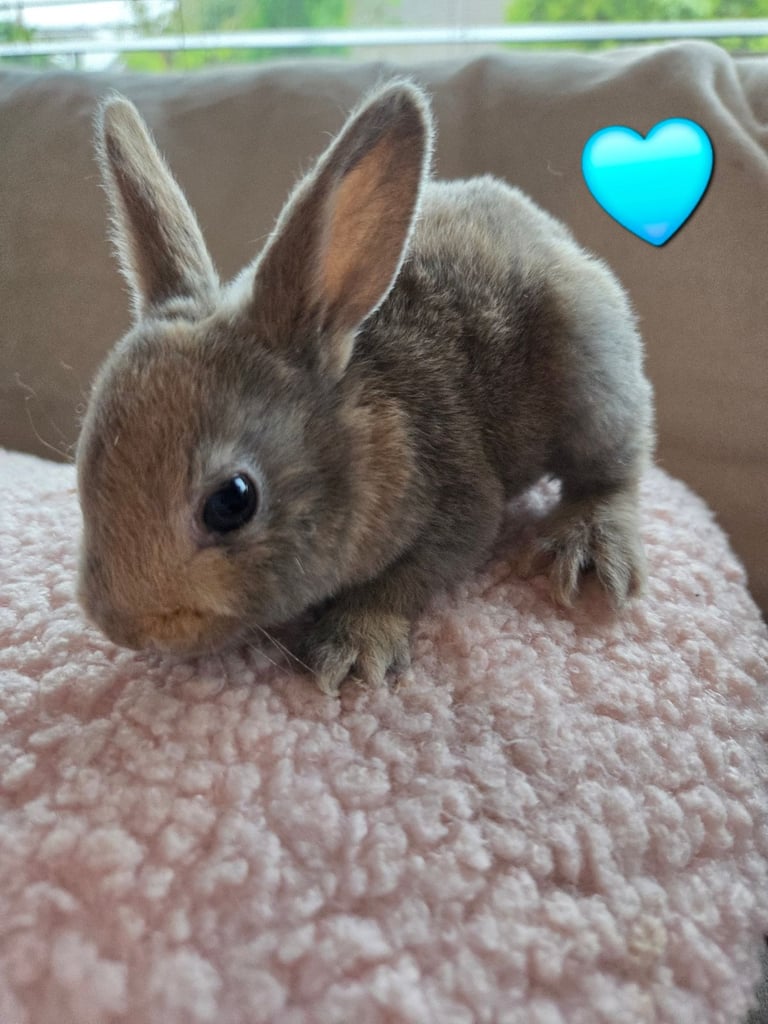 image for 🐰 Beautiful mini rex babies 🐰