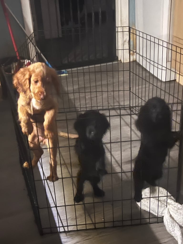 image for 5 th Generation Cocker Spaniel Pups