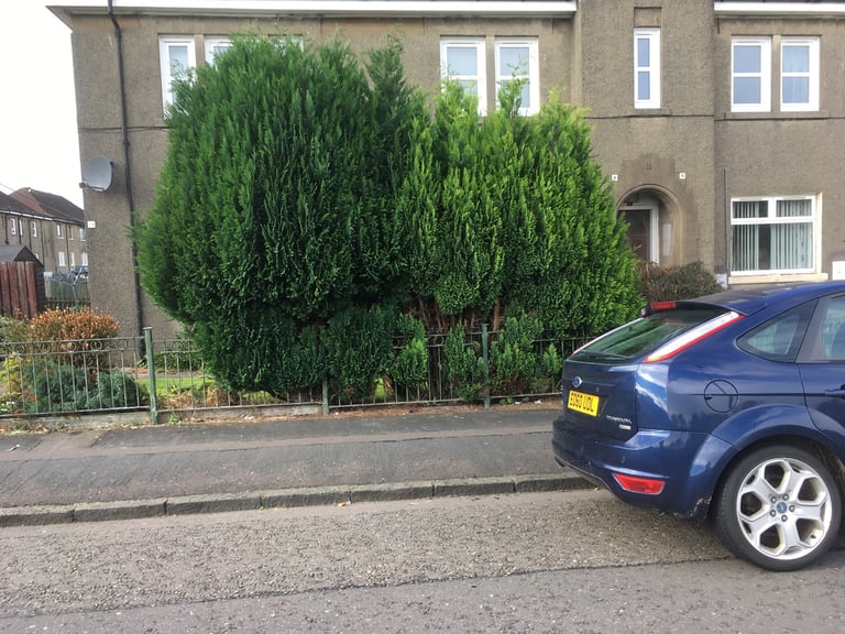 Handyman / Gardner required to cut down 2 Leylandi Trees and remove 