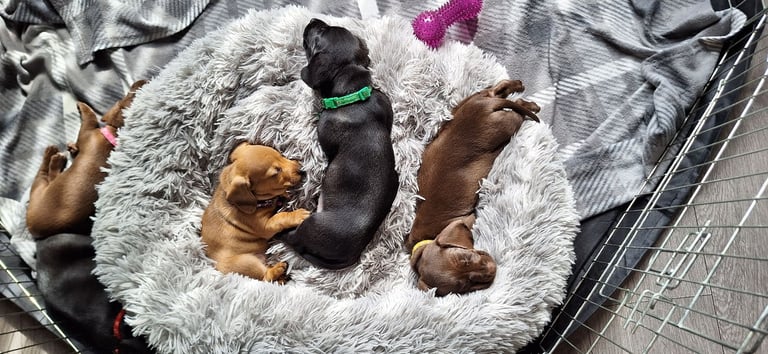 Miniature dachshund's READY TO GO