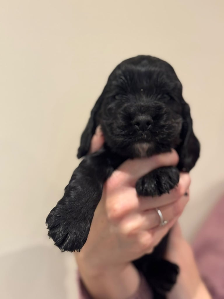 Beautiful black cocker spaniel puppies 