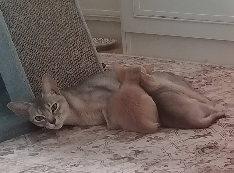 Stunning GCCF Abyssinian girl kitten.