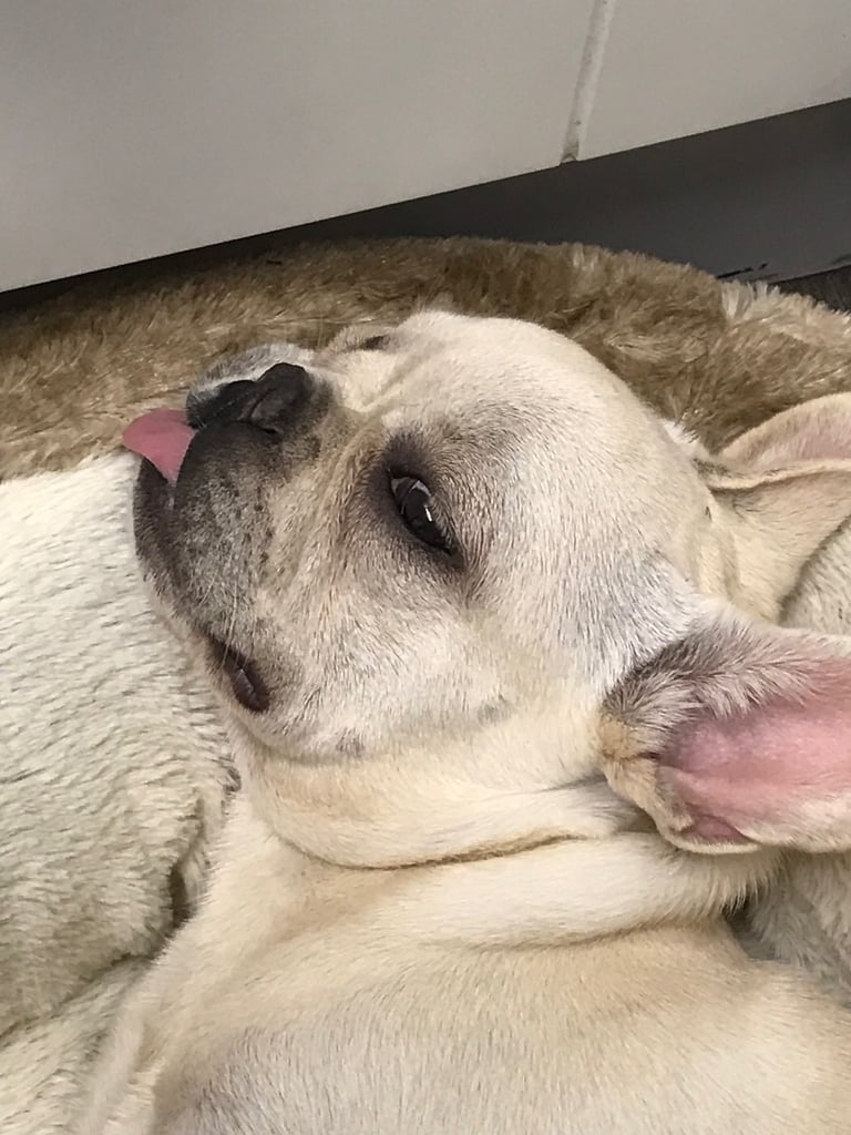 Stunning French bulldog puppies looking for their new forever home. 