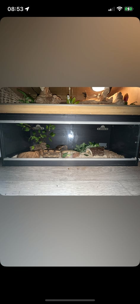 Banana ball python and full set up