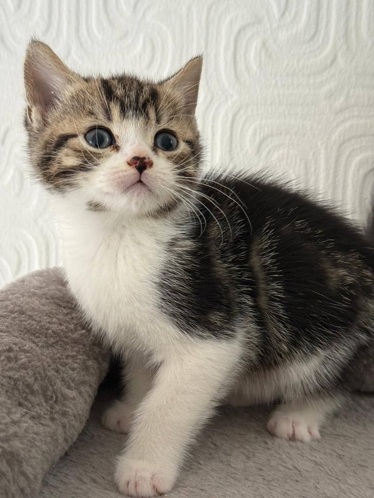 Kitten ready to leave 