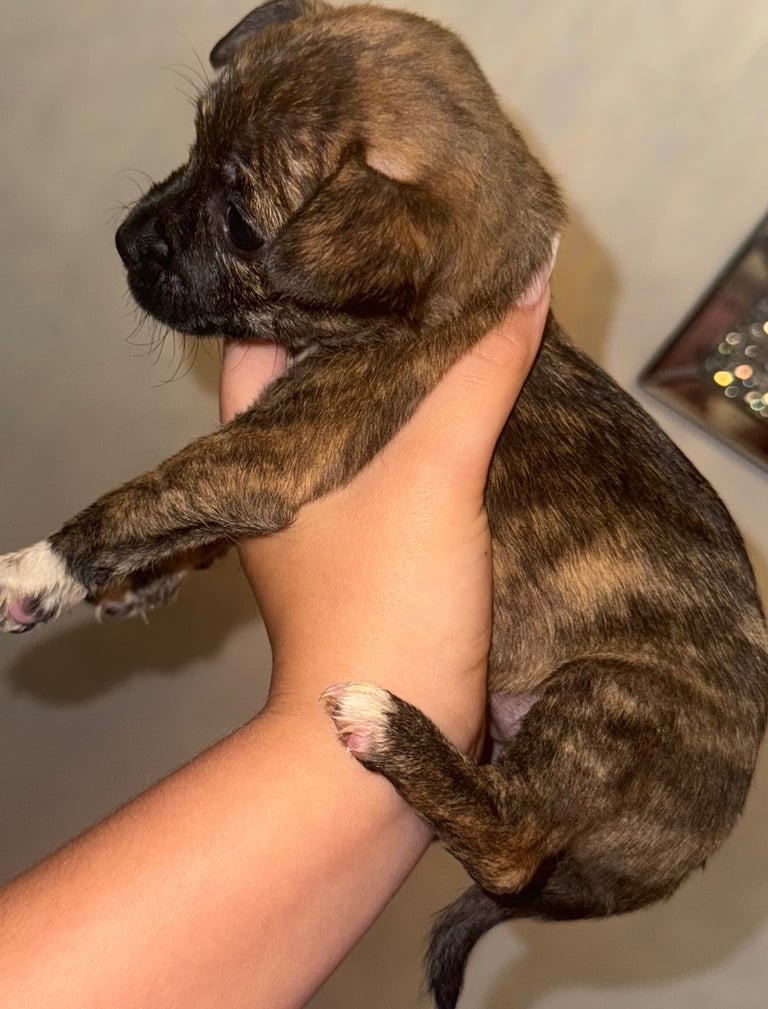 image for Puppy’s for sale 